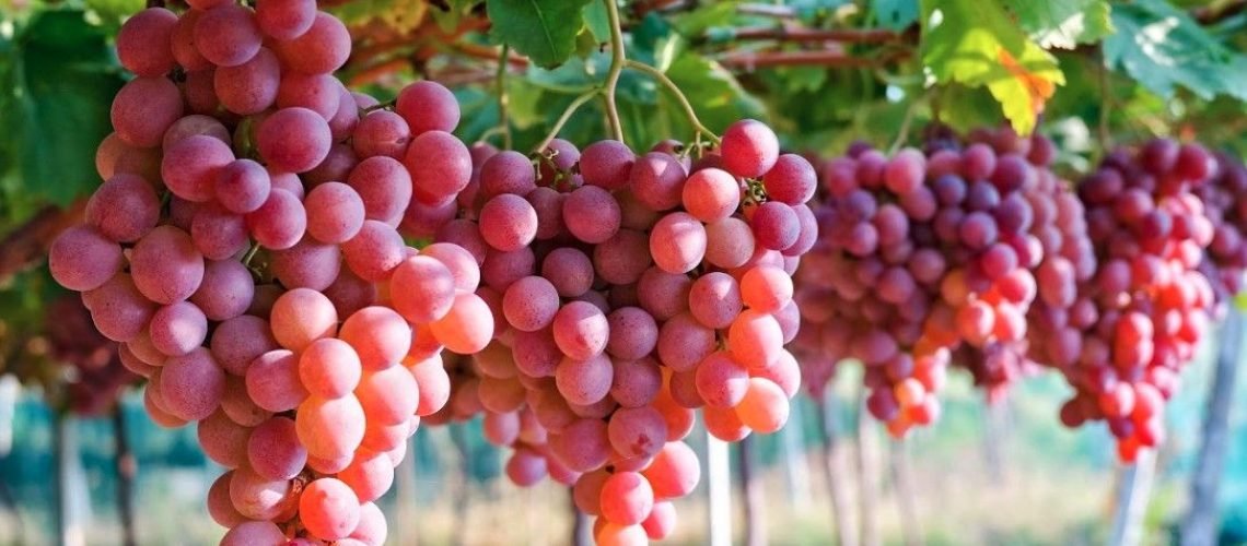 Phu_nu_hien_dai_nho_uc_03